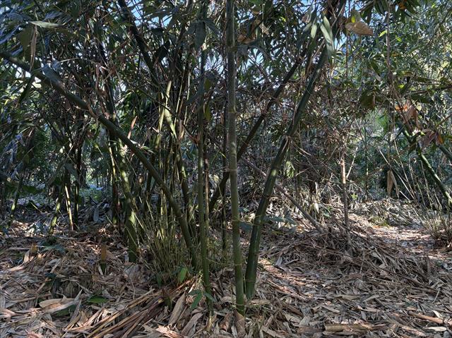 竹筍 產品圖片（圖片編號 925644）