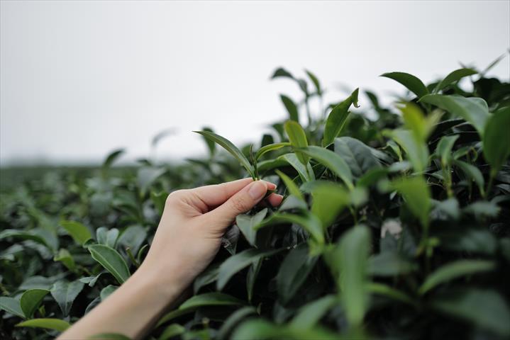 茶製品-茶 產品圖片（圖片編號 925677）