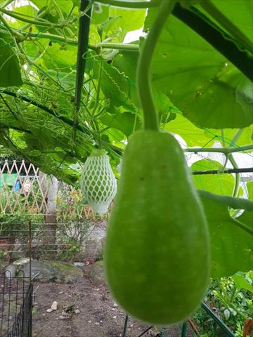扁蒲 產品圖片（圖片編號 925740）