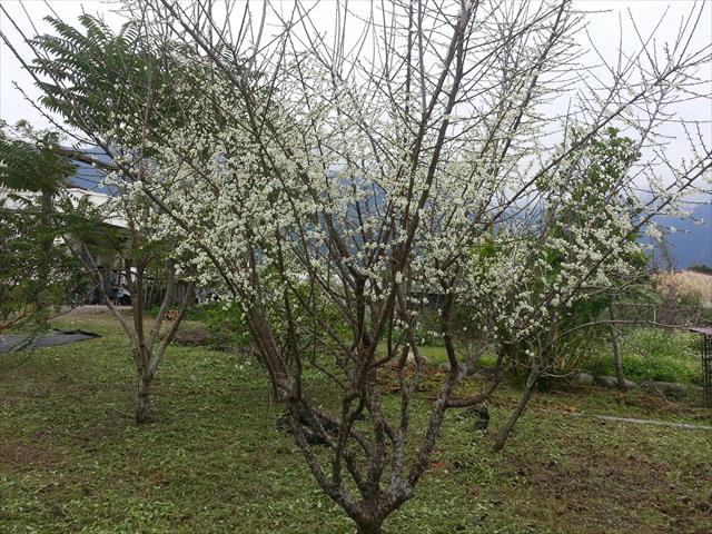 梅 產品圖片（圖片編號 925741）