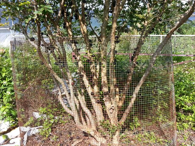 嘉寶果(樹葡萄) 產品圖片（圖片編號 925743）