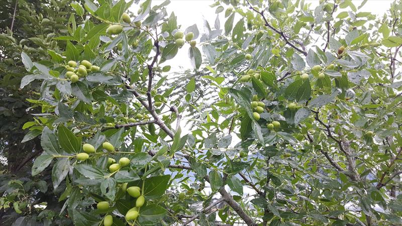紅棗 產品圖片（圖片編號 925744）