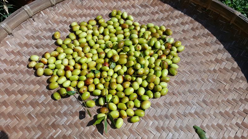 紅棗 產品圖片（圖片編號 925745）