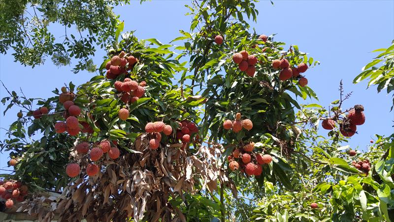 荔枝 產品圖片（圖片編號 925752）