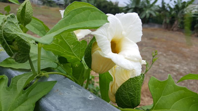 木虌果(木鱉果) 產品圖片（產品編號 674922）