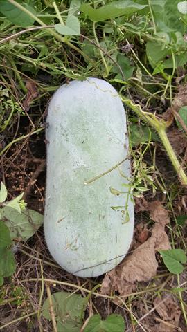 冬瓜 產品圖片（產品編號 674921）