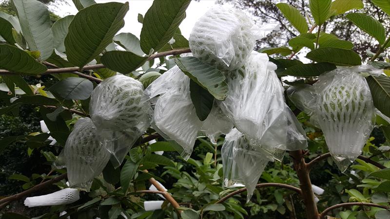 番石榴(芭樂) 產品圖片（圖片編號 925758）