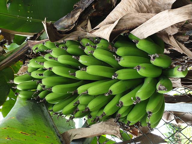香蕉 產品圖片（圖片編號 925761）
