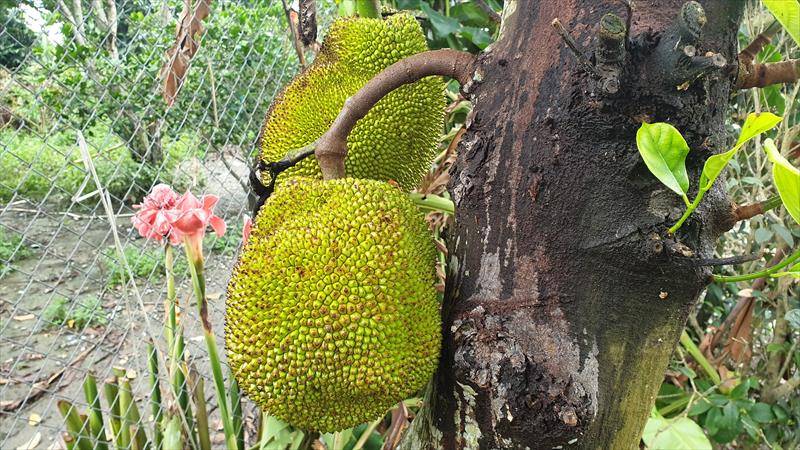 波羅蜜 產品圖片（圖片編號 925766）