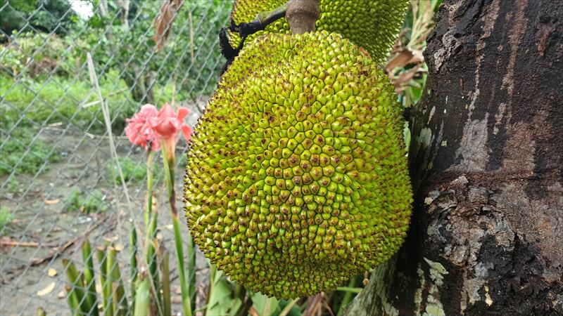 波羅蜜 產品圖片（圖片編號 925767）