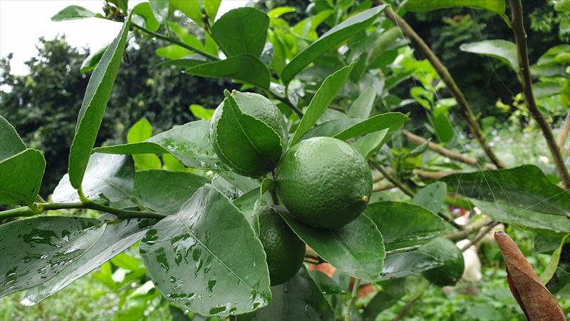 無子檸檬 產品圖片（圖片編號 925769）