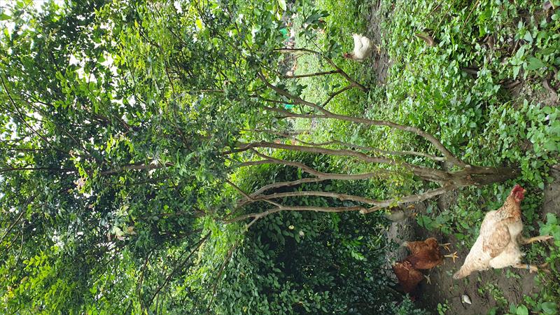嘉寶果(樹葡萄) 產品圖片（圖片編號 925771）