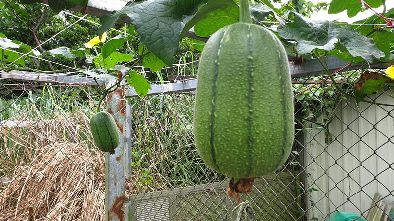絲瓜 產品圖片（圖片編號 925772）