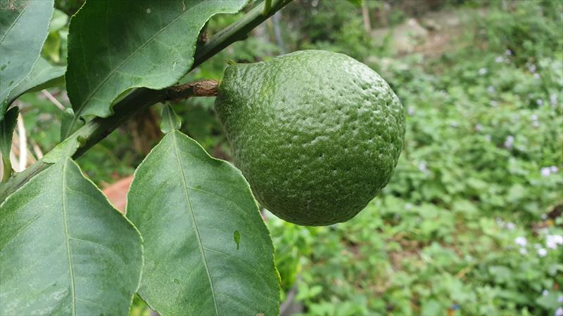三寶柑 產品圖片（圖片編號 925775）