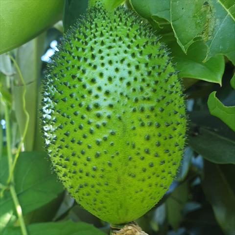木虌果(木鱉果) 產品圖片（圖片編號 925776）