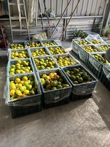 椪柑 產品圖片（圖片編號 925809）