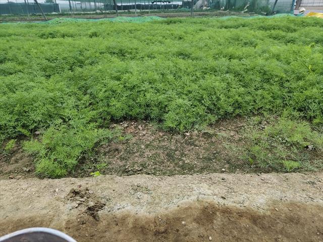茴香 產品圖片（圖片編號 925940）