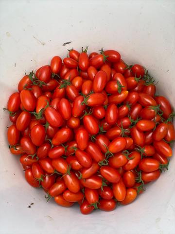 番茄(含小番茄) 產品圖片（圖片編號 925997）