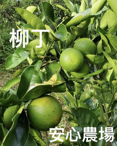 柳橙 產品圖片（圖片編號 927227）