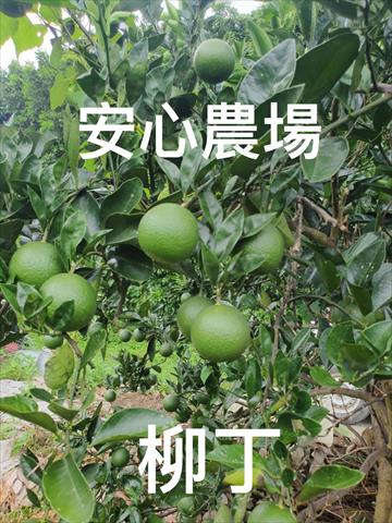 柳橙 產品圖片（圖片編號 927229）