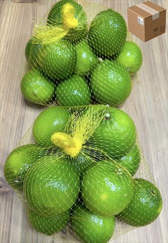萊姆 產品圖片（圖片編號 927232）