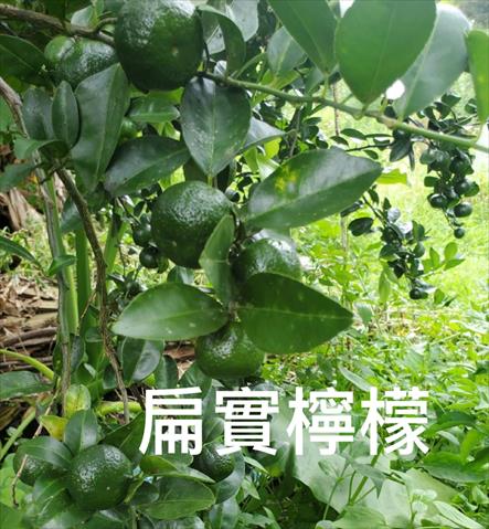 其它柑橘 產品圖片（圖片編號 927385）
