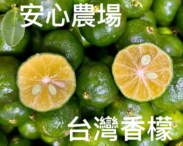 其它柑橘 產品圖片（圖片編號 927386）