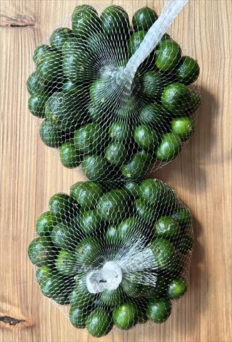 其它柑橘 產品圖片（圖片編號 927387）