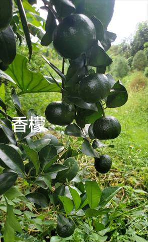 其它柑橘 產品圖片（圖片編號 927408）