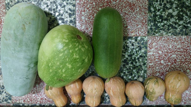 西瓜(嘉寶瓜) 產品圖片（產品編號 675598）