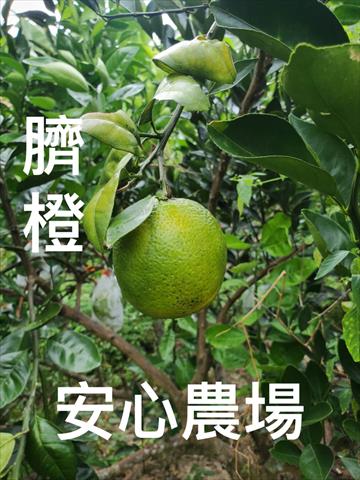 臍橙 產品圖片（圖片編號 927936）
