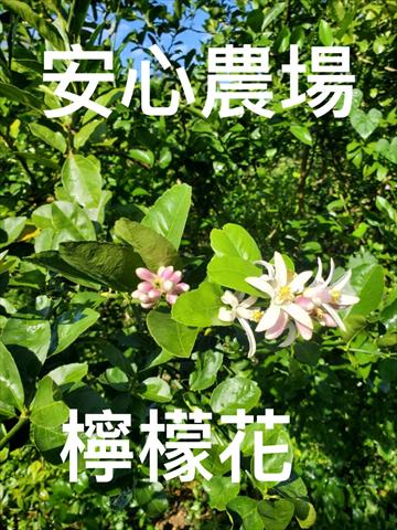檸檬 產品圖片（產品編號 676035）
