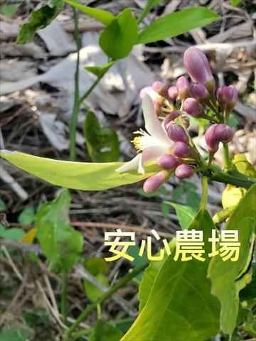 檸檬 產品圖片（圖片編號 927938）