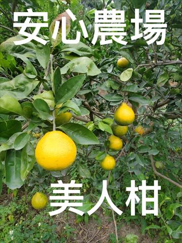 美人柑 產品圖片（產品編號 676038）