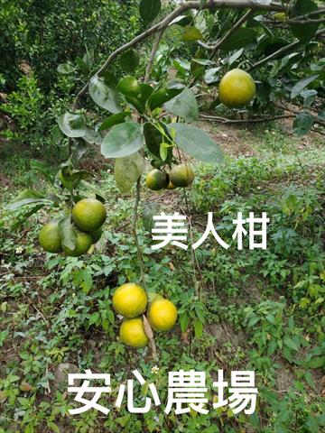 美人柑 產品圖片（圖片編號 927940）