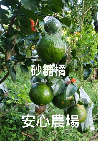 砂糖橘 產品圖片（圖片編號 927941）