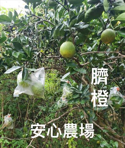 臍橙 產品圖片（圖片編號 927942）