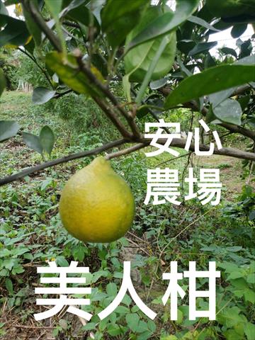 美人柑 產品圖片（圖片編號 927946）
