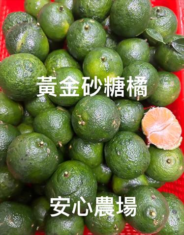 砂糖橘 產品圖片（產品編號 676037）