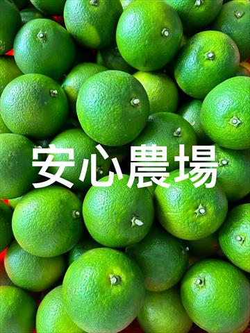 柳橙 產品圖片（產品編號 676034）