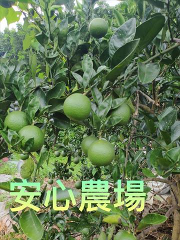 柳橙 產品圖片（圖片編號 927959）