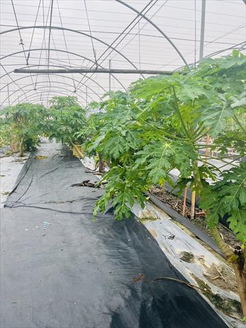 木瓜 產品圖片（圖片編號 928150）