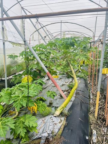 木瓜 產品圖片（圖片編號 928151）