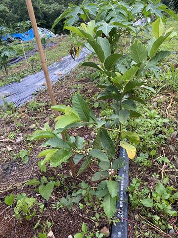番石榴(芭樂) 產品圖片（產品編號 676157）