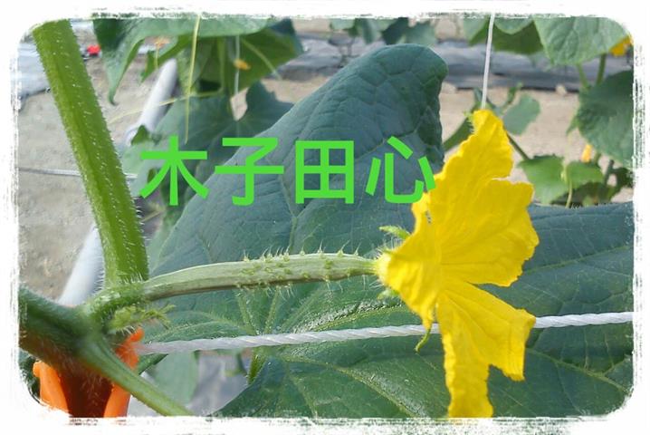 小黃瓜(花胡瓜) 產品圖片（產品編號 676200）