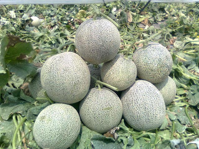 洋香瓜(哈蜜瓜) 產品圖片（圖片編號 928342）