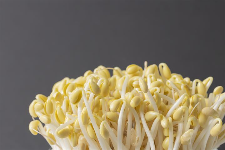 黃豆芽 產品圖片（產品編號 676352）
