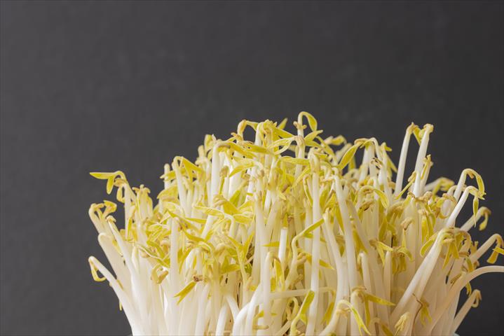綠豆芽 產品圖片（產品編號 676351）