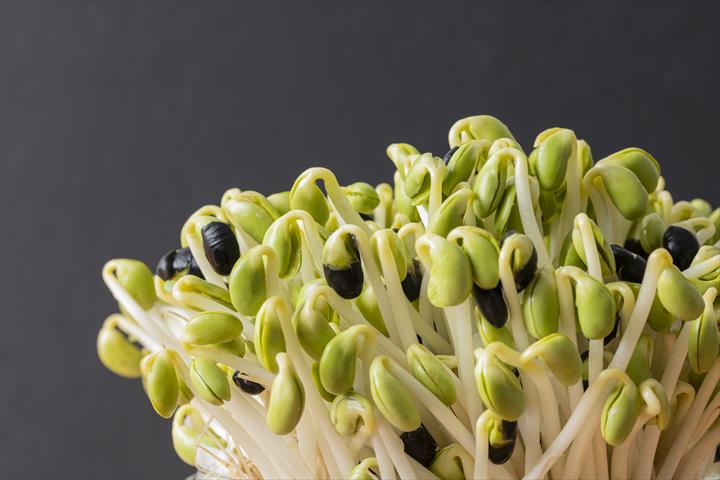 黑豆芽 產品圖片（圖片編號 928467）