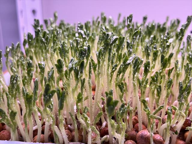 豌豆嬰 產品圖片（圖片編號 928470）